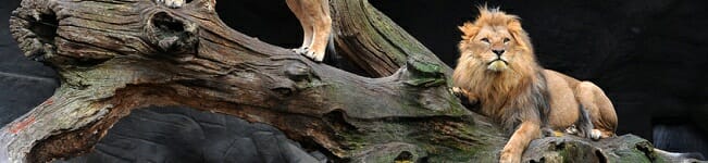 zoo odense denmark