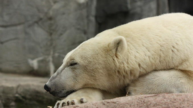 Polar_Bear polar bear copenhagen zoo