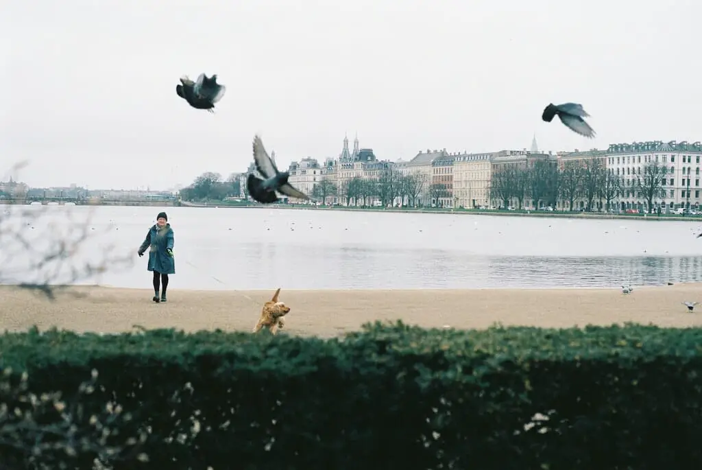 lakes copenhagen walking
